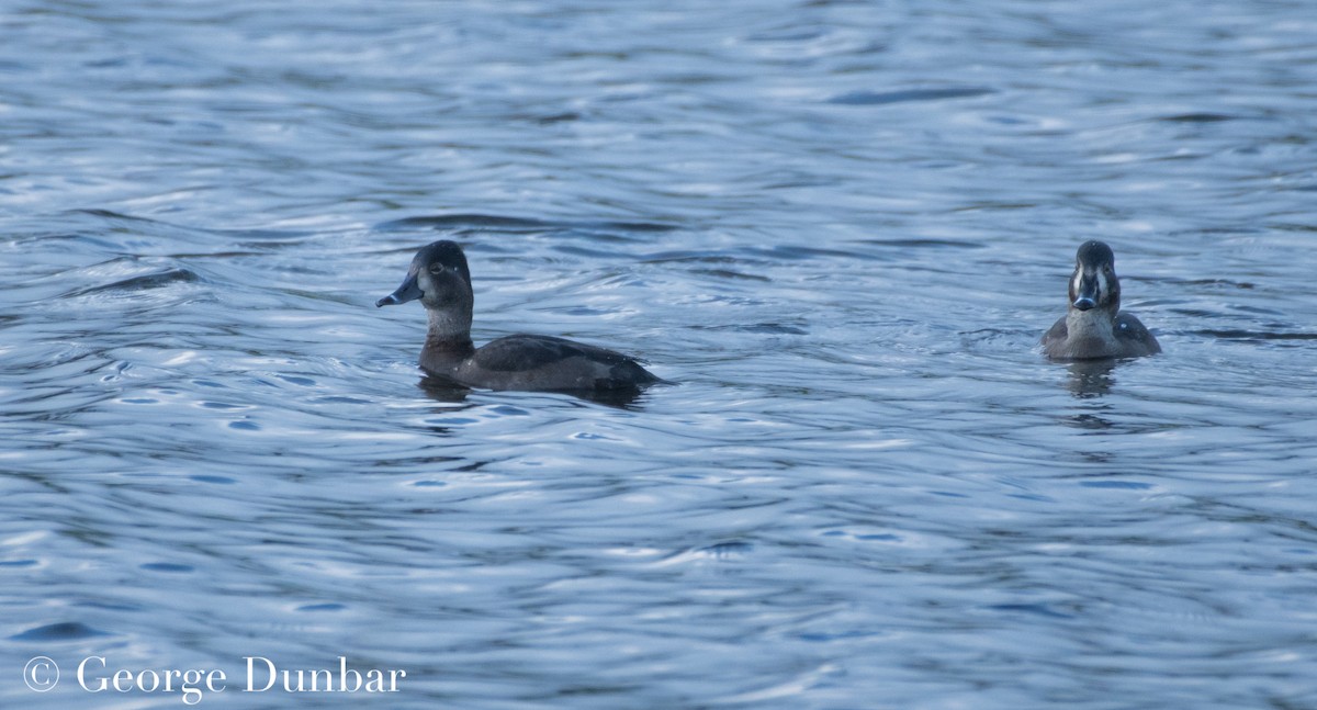 Ring-necked Duck - George Dunbar