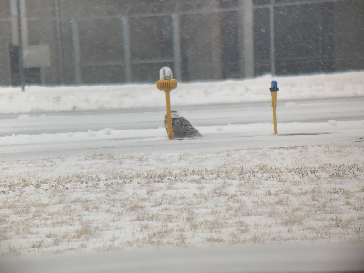 Snowy Owl - ML292433981