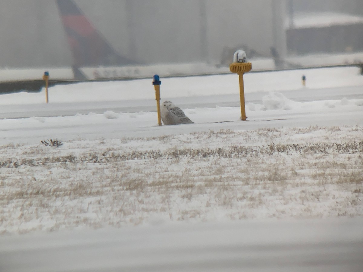 Snowy Owl - ML292434011