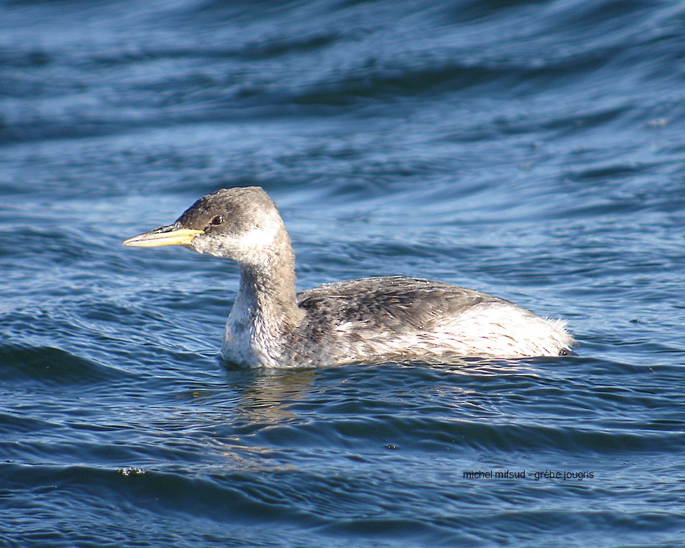 Red-necked Grebe - Michel Mifsud