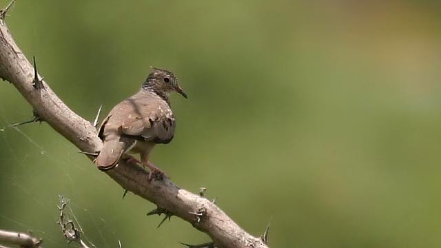 Common Ground Dove - ML292435211