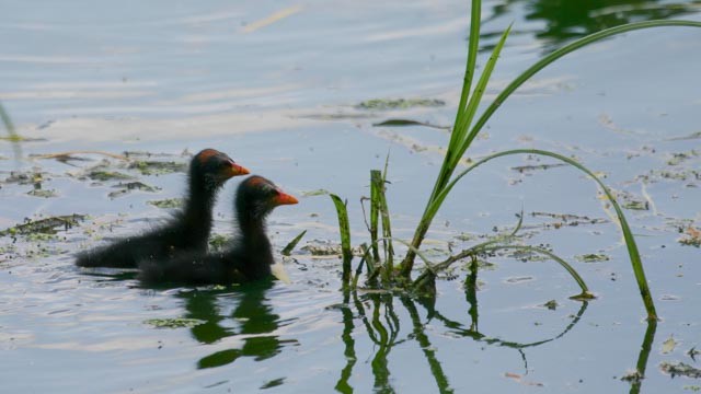 Common Gallinule (American) - ML292435221