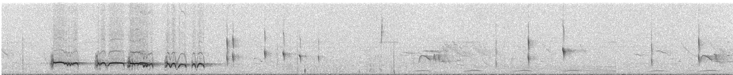 Лінивка-смугохвіст плямистобока (підвид maculatus) - ML292436