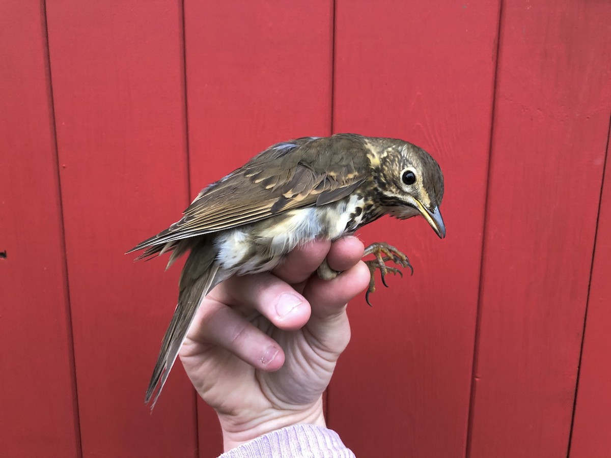 Song Thrush - David Campbell