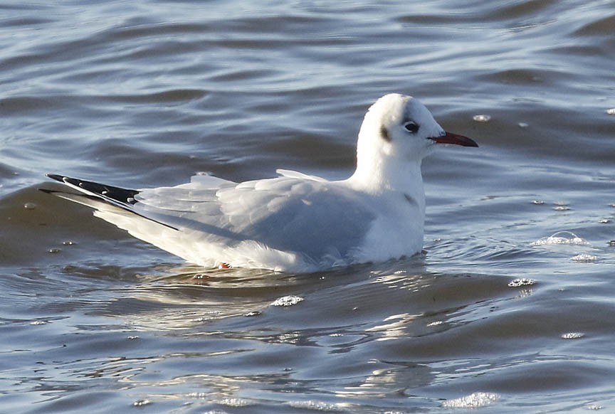 Mouette rieuse - ML292437601