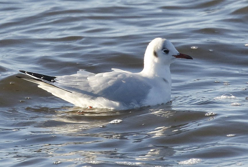 Black-headed Gull - ML292437601