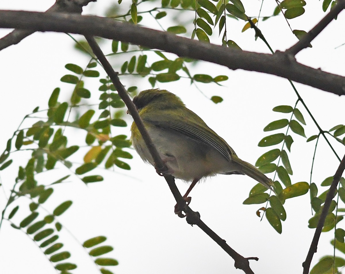 Rufous-browed Peppershrike (Yellow-backed) - ML292438031