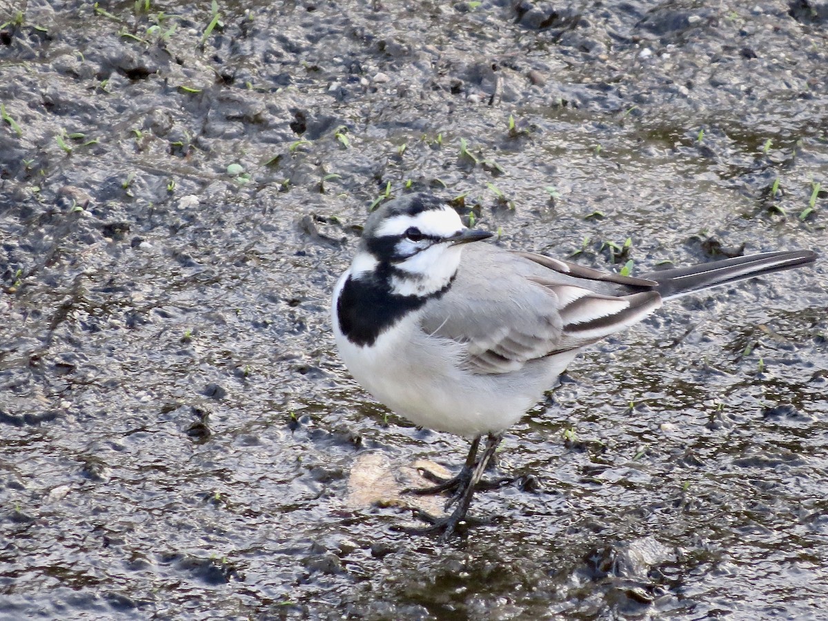 White Wagtail (Moroccan) - ML292438751