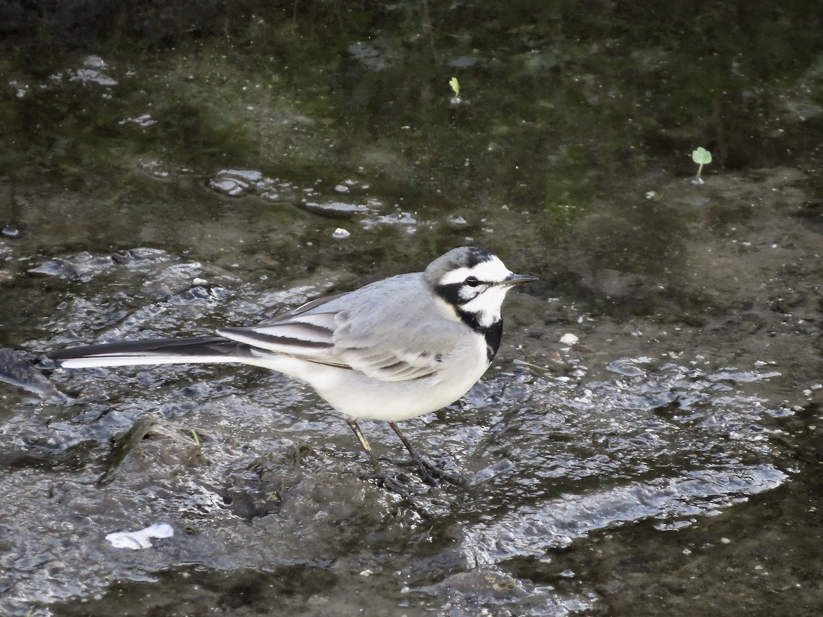 White Wagtail (Moroccan) - Alexandre Justo Álvarez