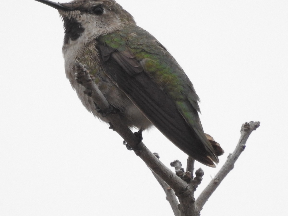 Anna's Hummingbird - ML292438971