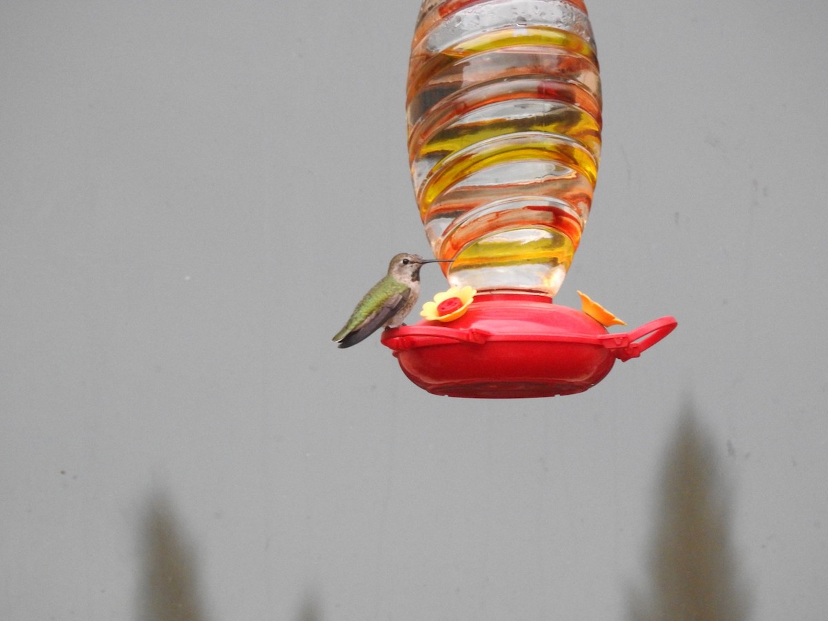Anna's Hummingbird - ML292438981
