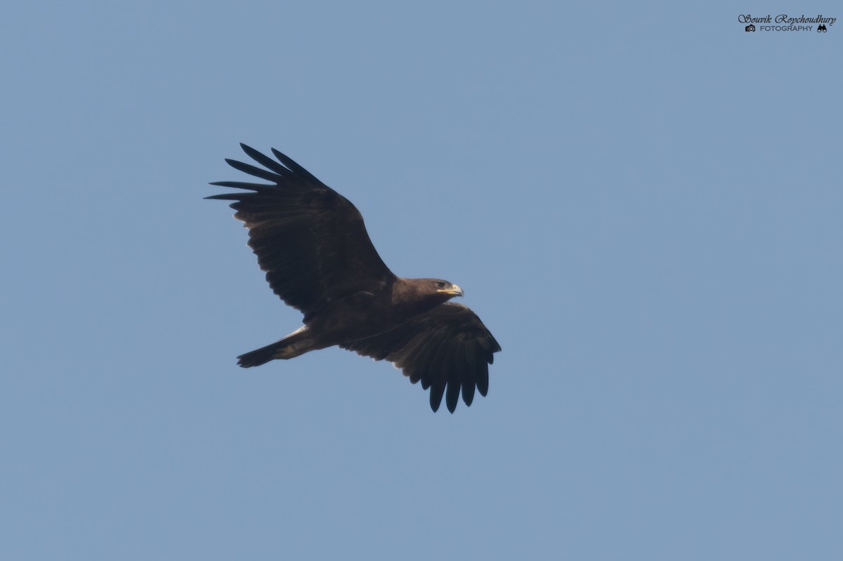 Indian Spotted Eagle - ML292441531