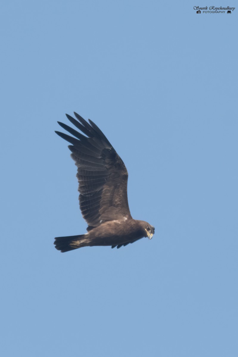 Indian Spotted Eagle - ML292441551