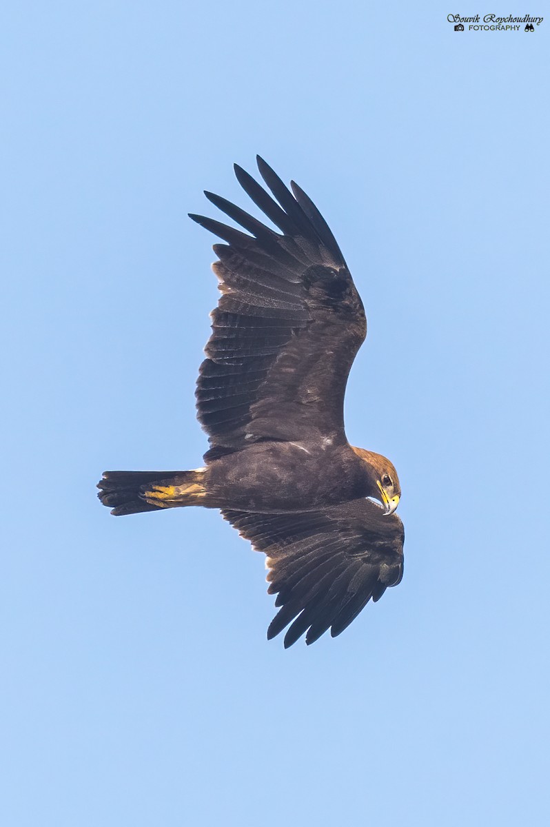 Indian Spotted Eagle - ML292441561