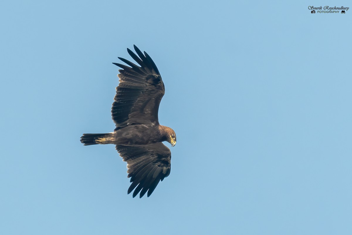 Indian Spotted Eagle - ML292441571