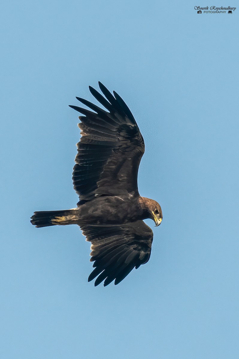 Indian Spotted Eagle - ML292441581