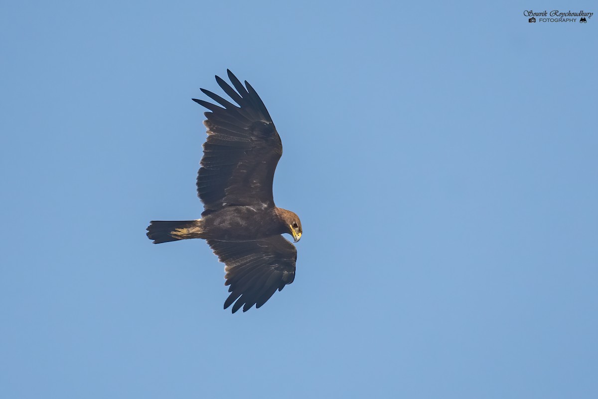 Indian Spotted Eagle - ML292441591