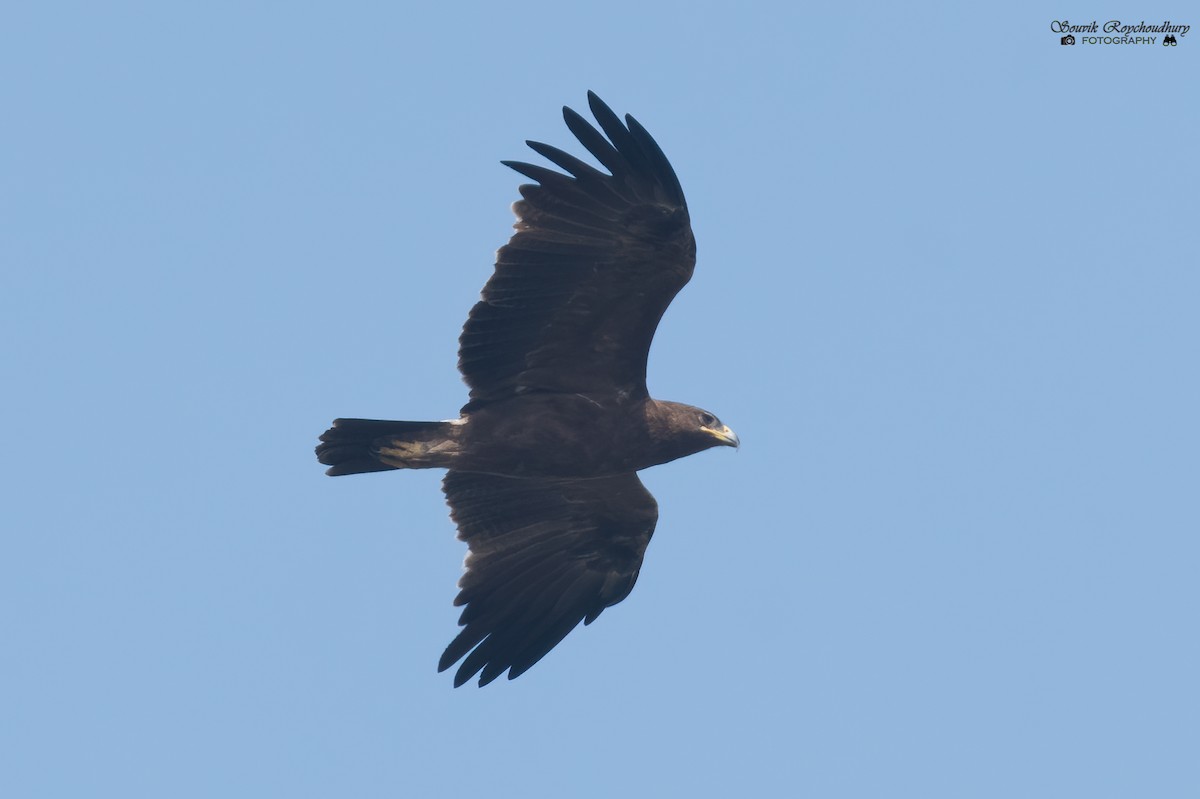 Indian Spotted Eagle - Souvik Roychoudhury
