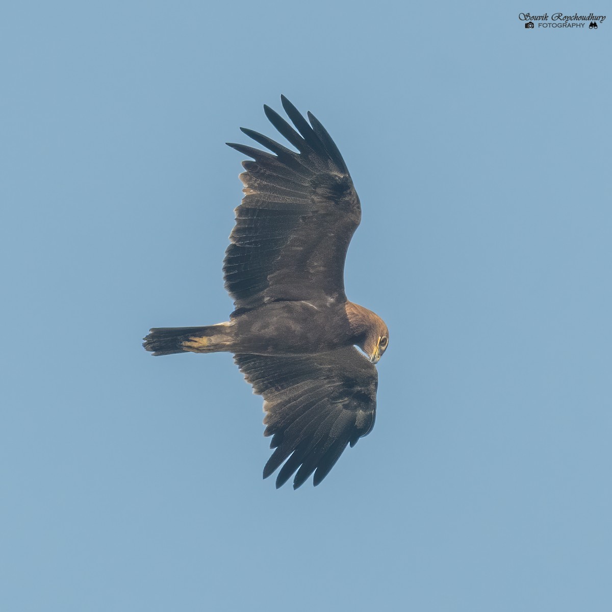 Indian Spotted Eagle - ML292441661