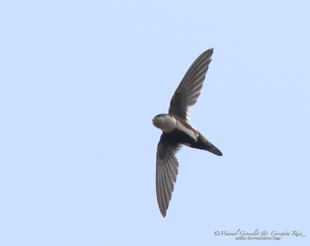 White-throated Swift - ML29244191