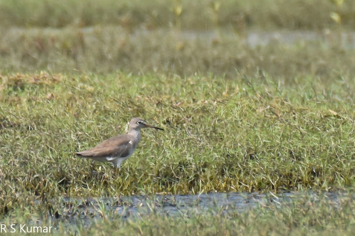 Gray-tailed Tattler - ML292442151