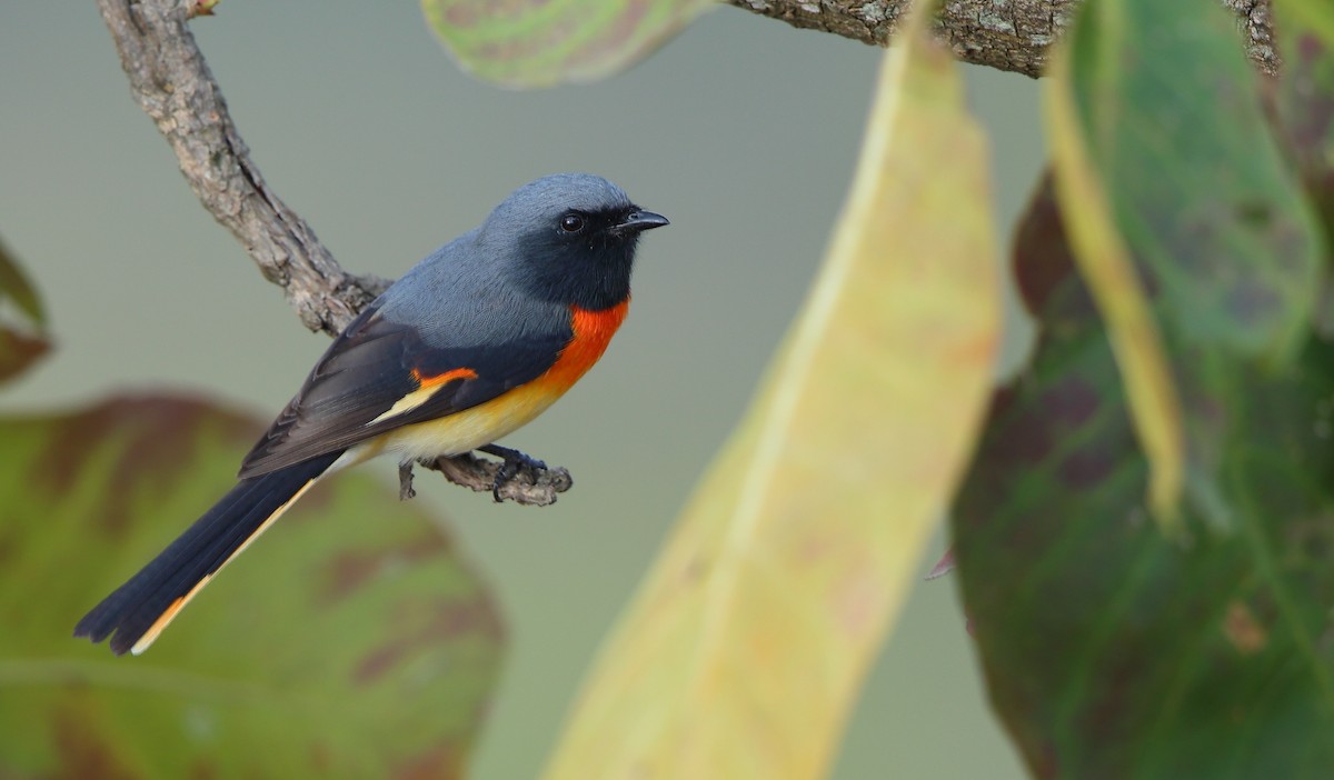 Small Minivet - ML292442421