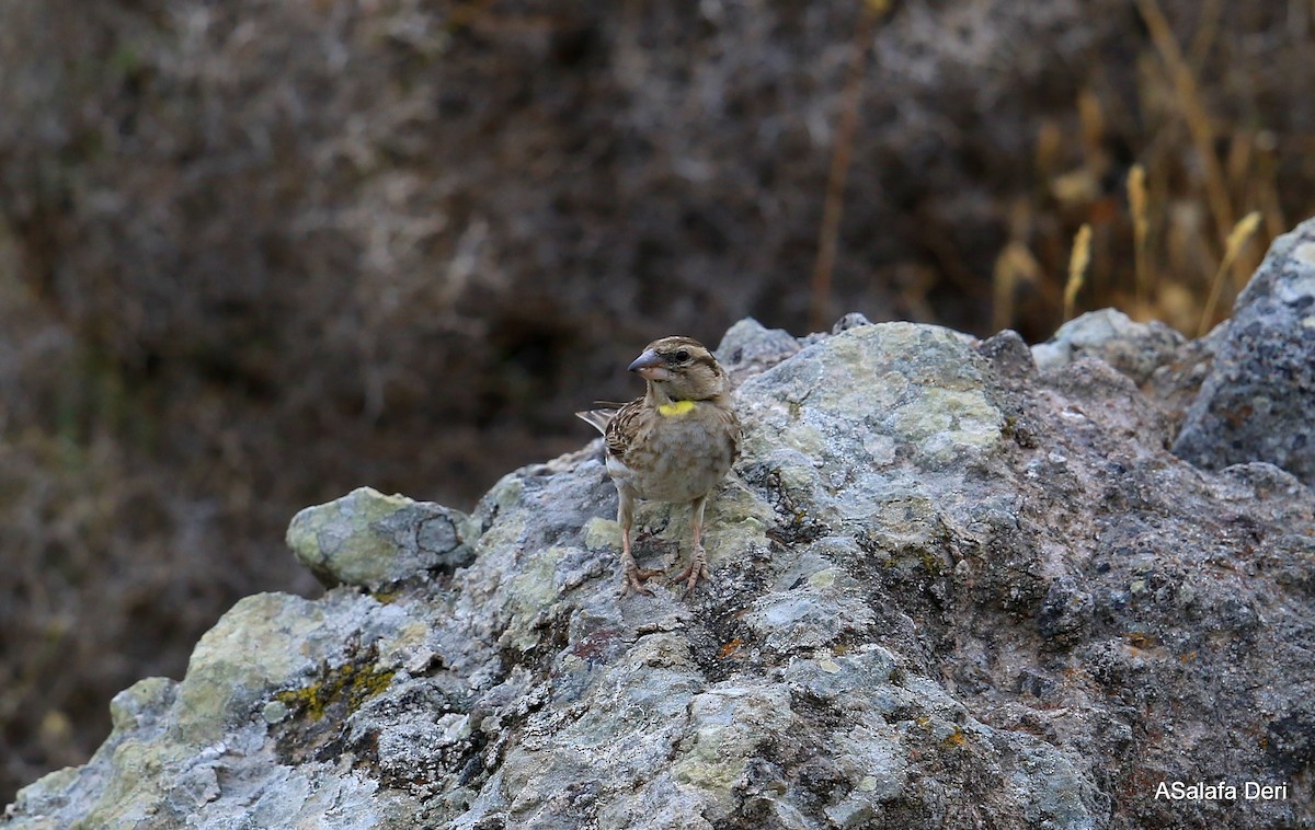 Rock Sparrow - ML292444421