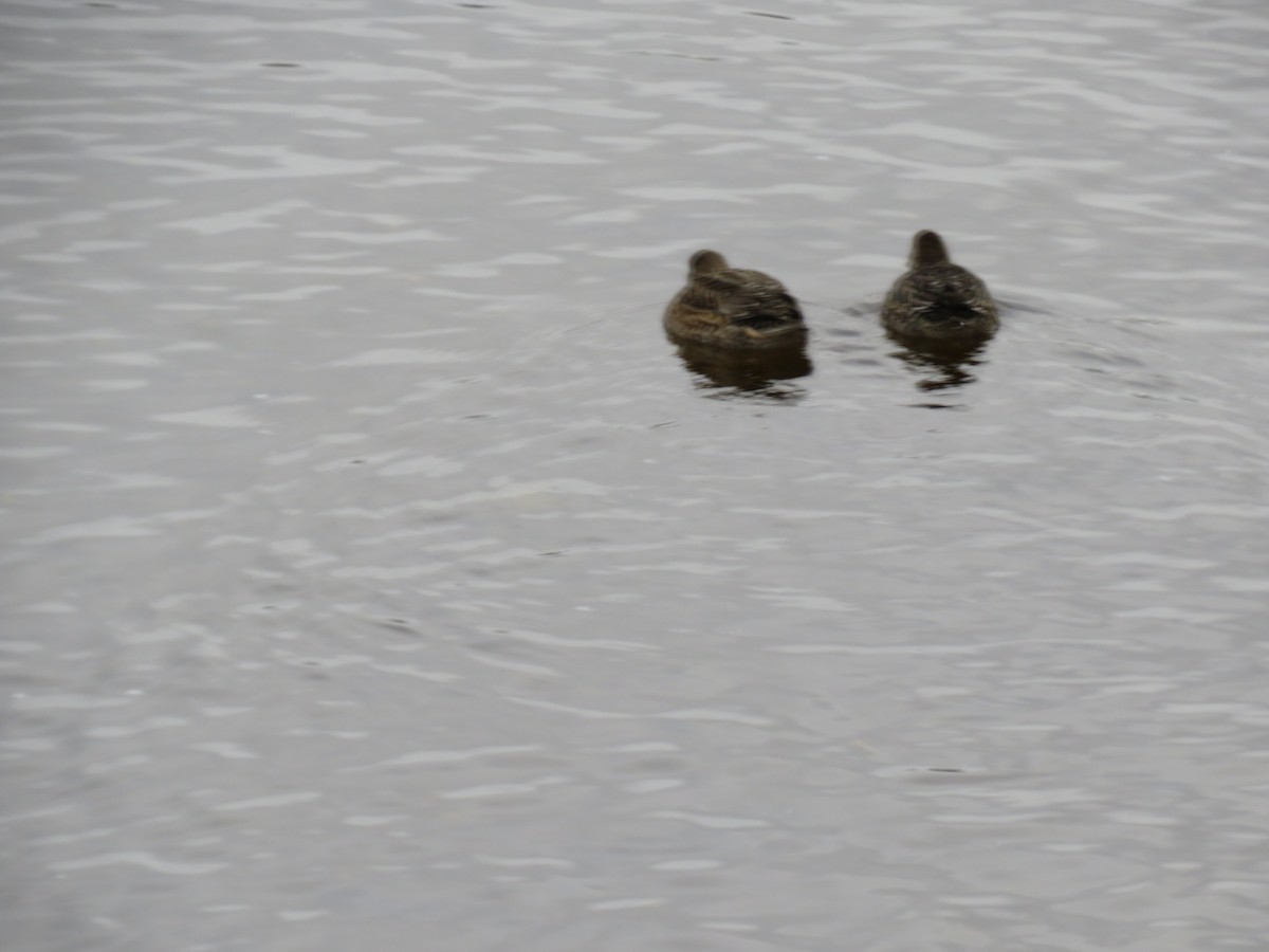 Ногоохон нугас - ML292444741