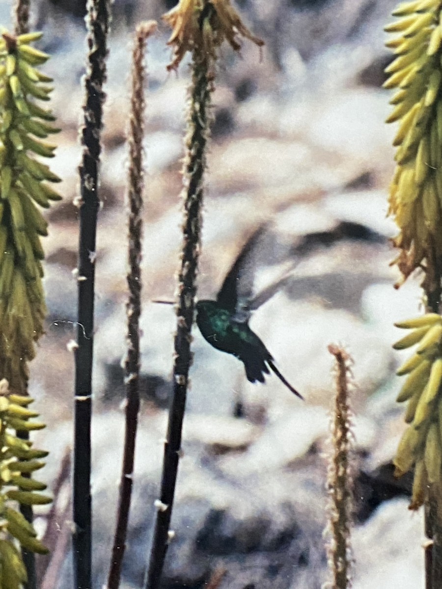 kolibřík kubánský - ML292445071