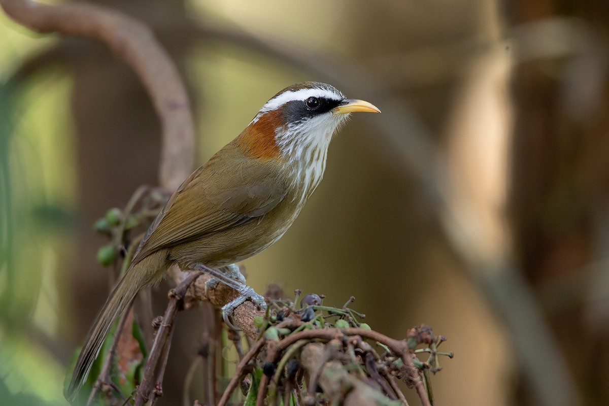 Streak-breasted Scimitar-Babbler - Ayuwat Jearwattanakanok