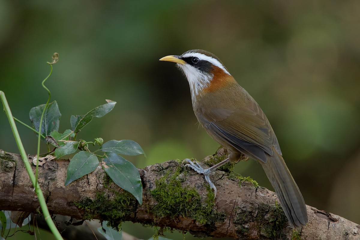 Streak-breasted Scimitar-Babbler - ML292445451