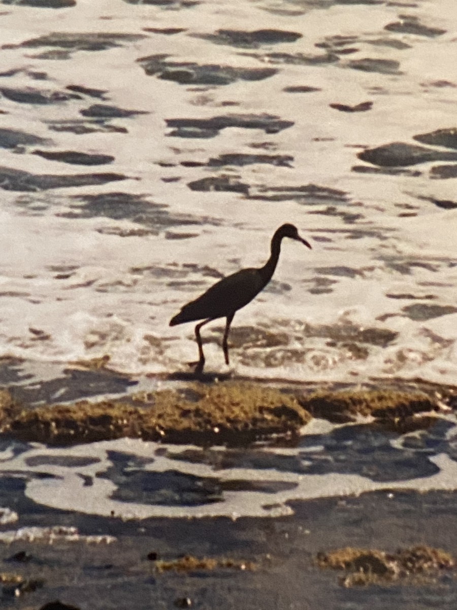 Little Blue Heron - ML292445471