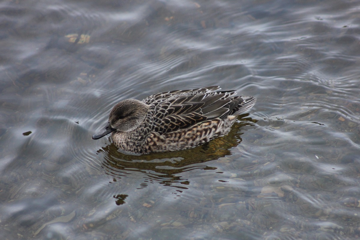 Ногоохон нугас - ML292446311