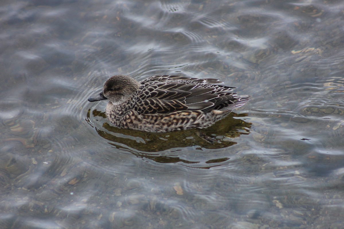 Ногоохон нугас - ML292446411