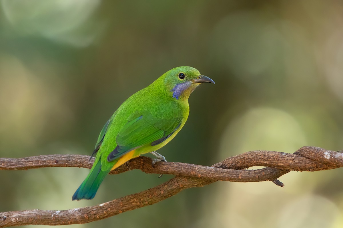 Orange-bellied Leafbird - ML292446471