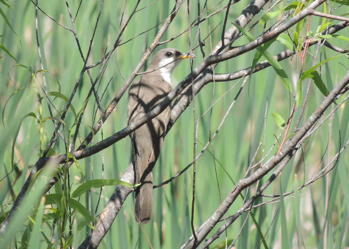 Yellow-billed Cuckoo - ML29244671