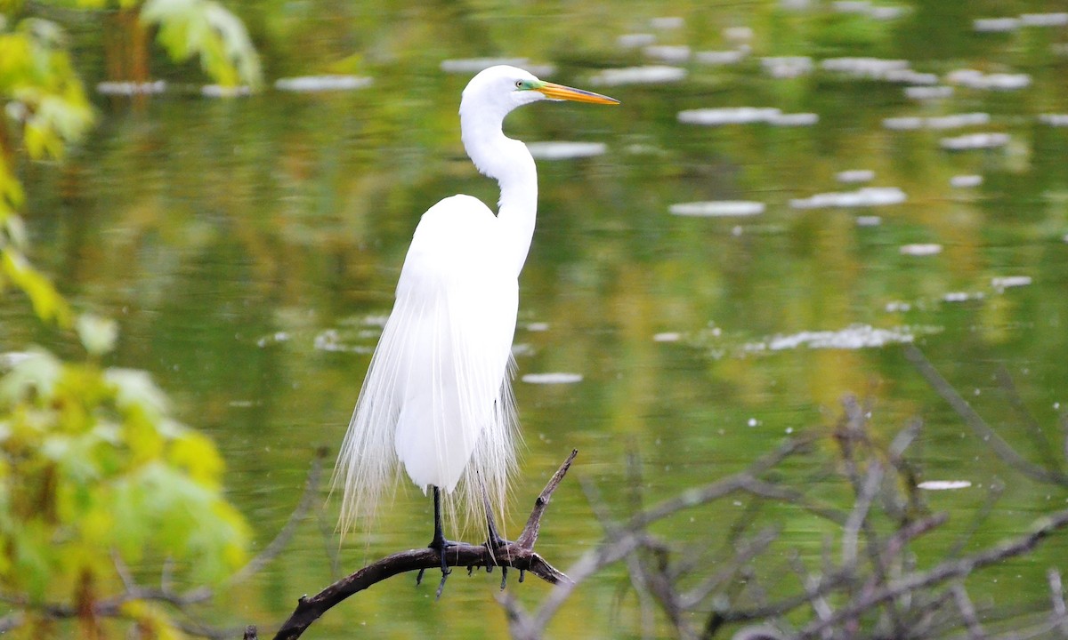 Grande Aigrette - ML29244751