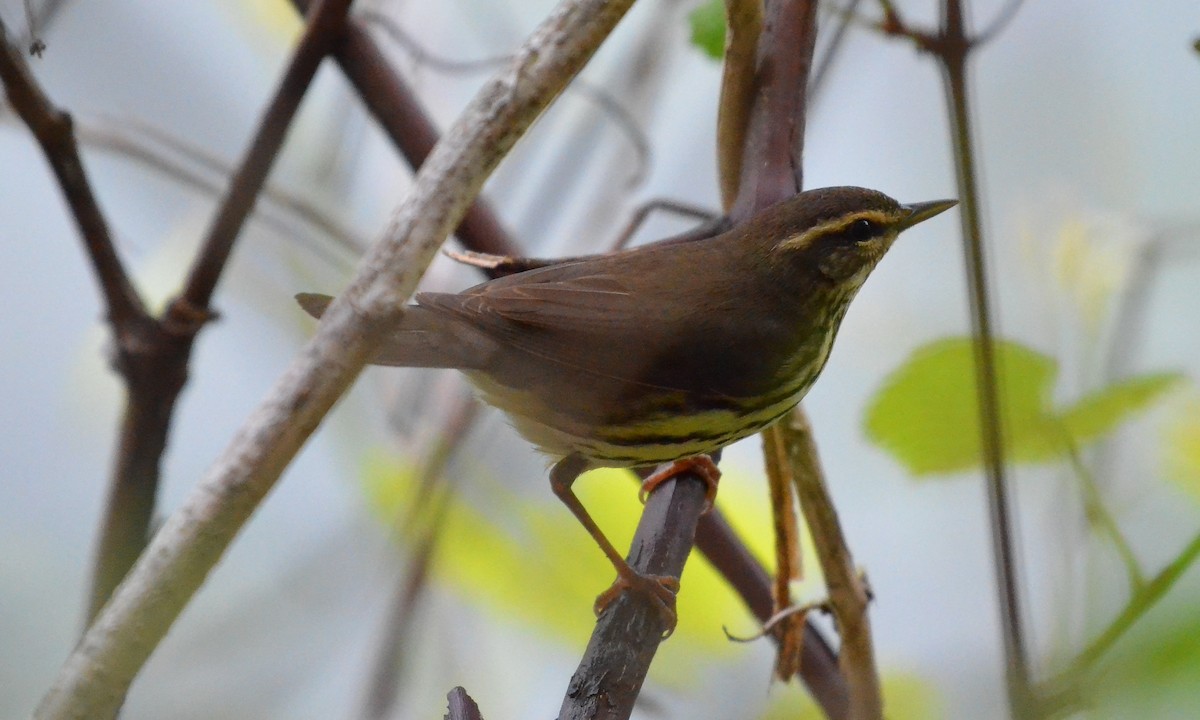 Northern Waterthrush - ML29244811