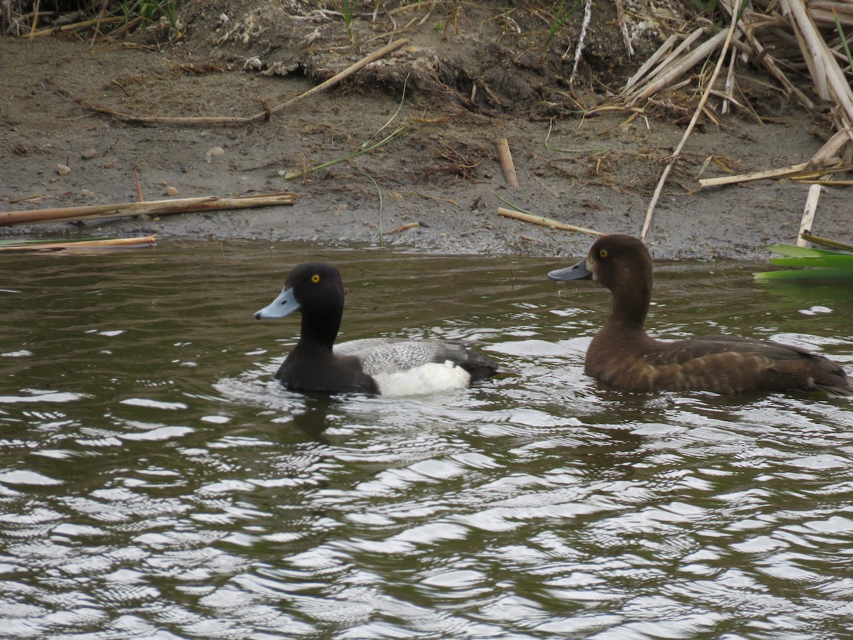 Lesser Scaup - ML29244881