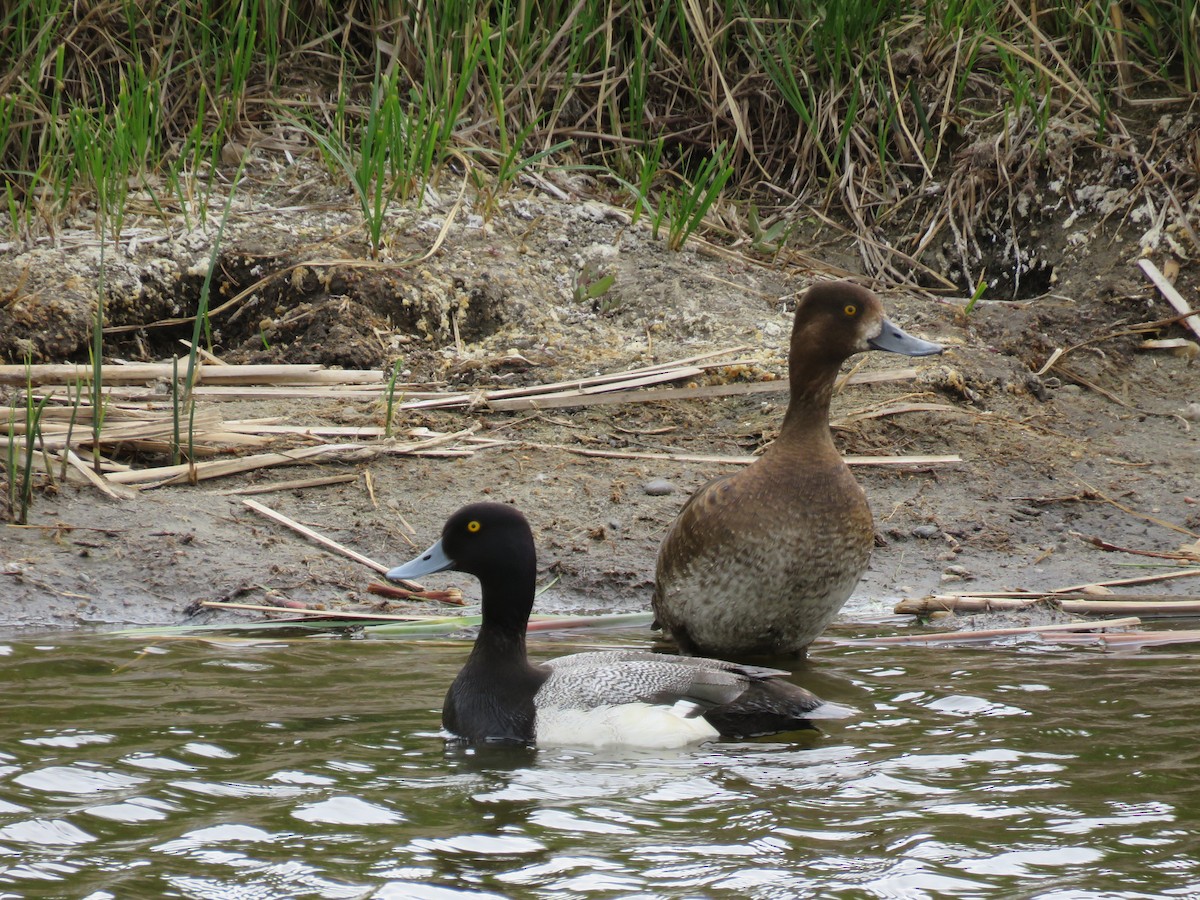 Lesser Scaup - ML29244911