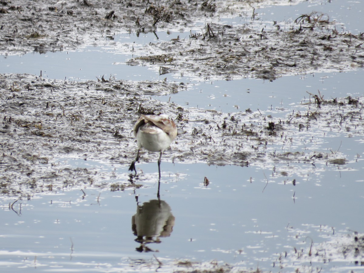 hvithalesvømmesnipe - ML29245041