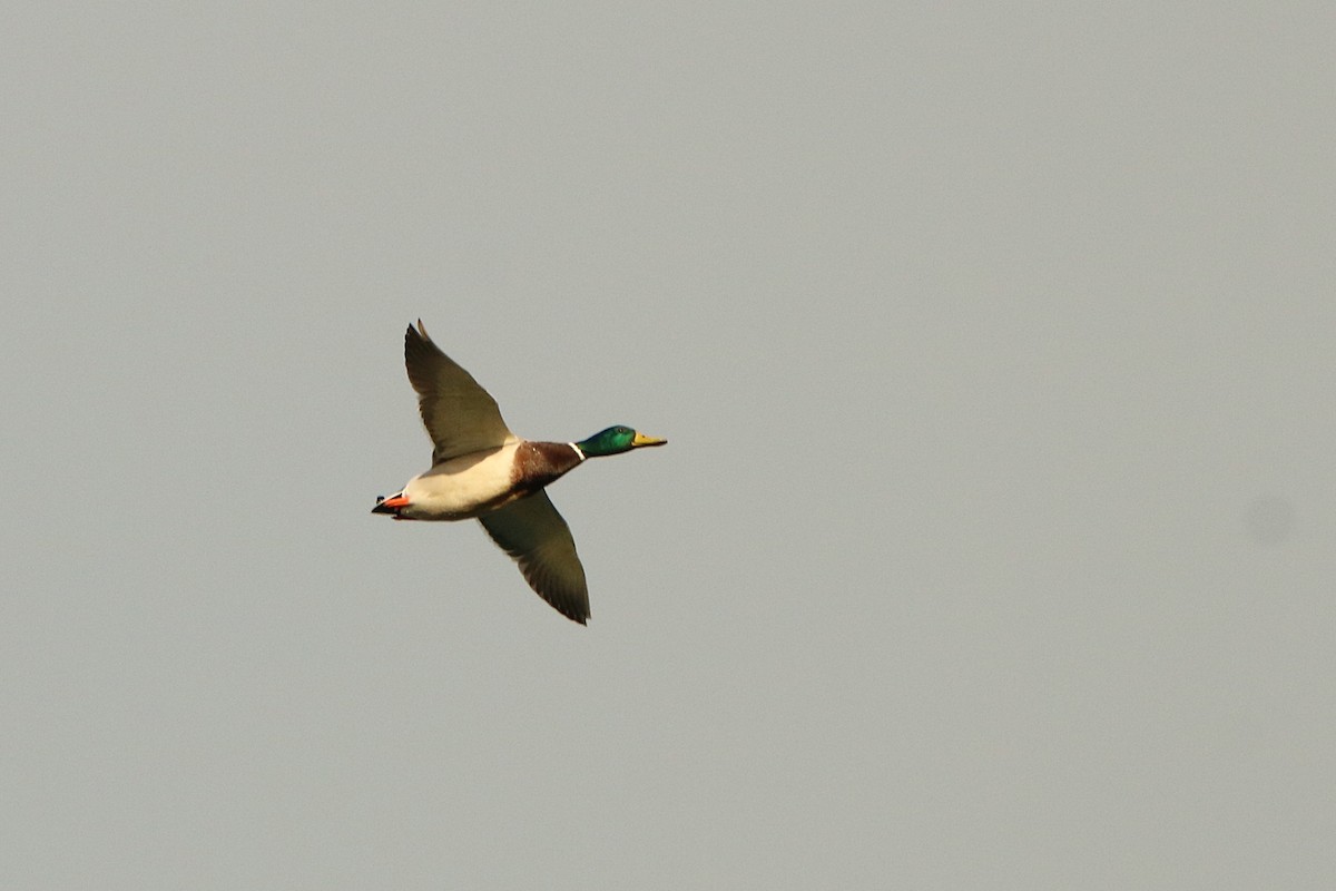 Mallard - ML292450481