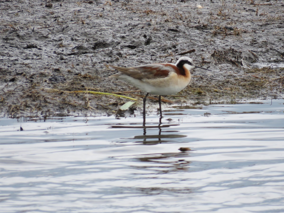 hvithalesvømmesnipe - ML29245071