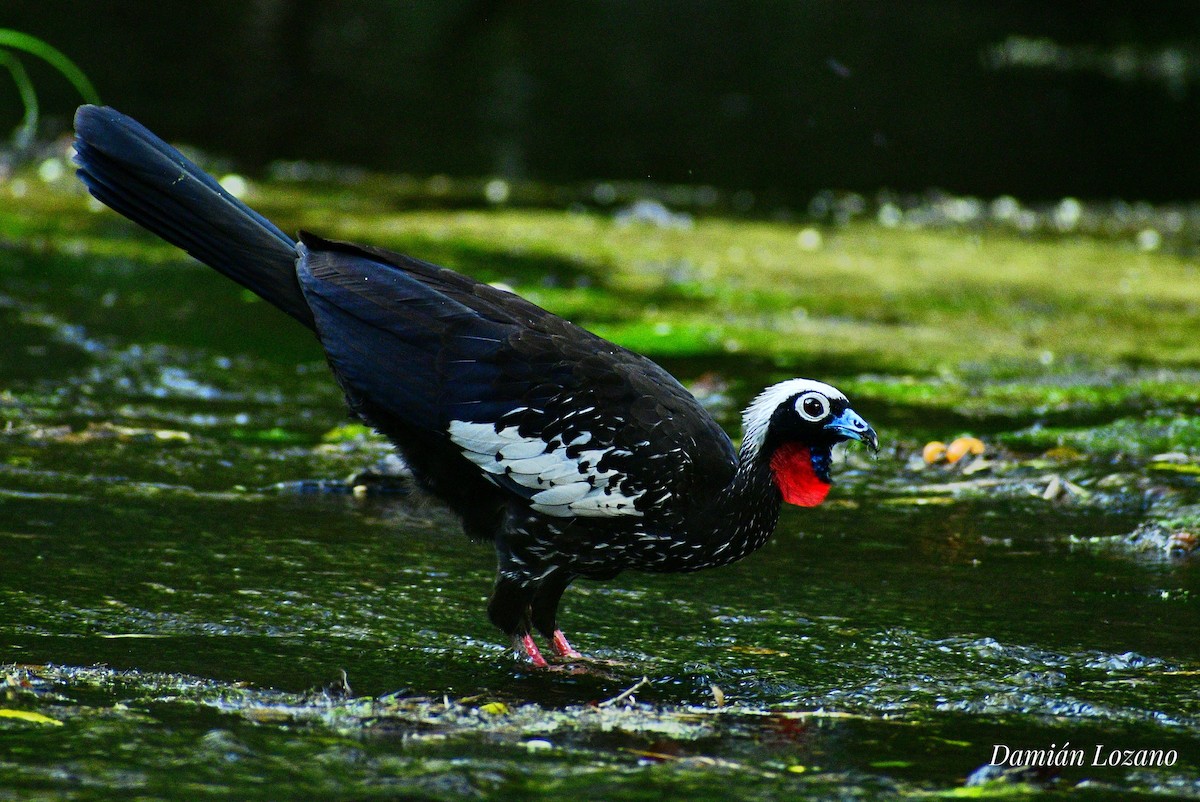 Black-fronted Piping-Guan - Damian Lozano