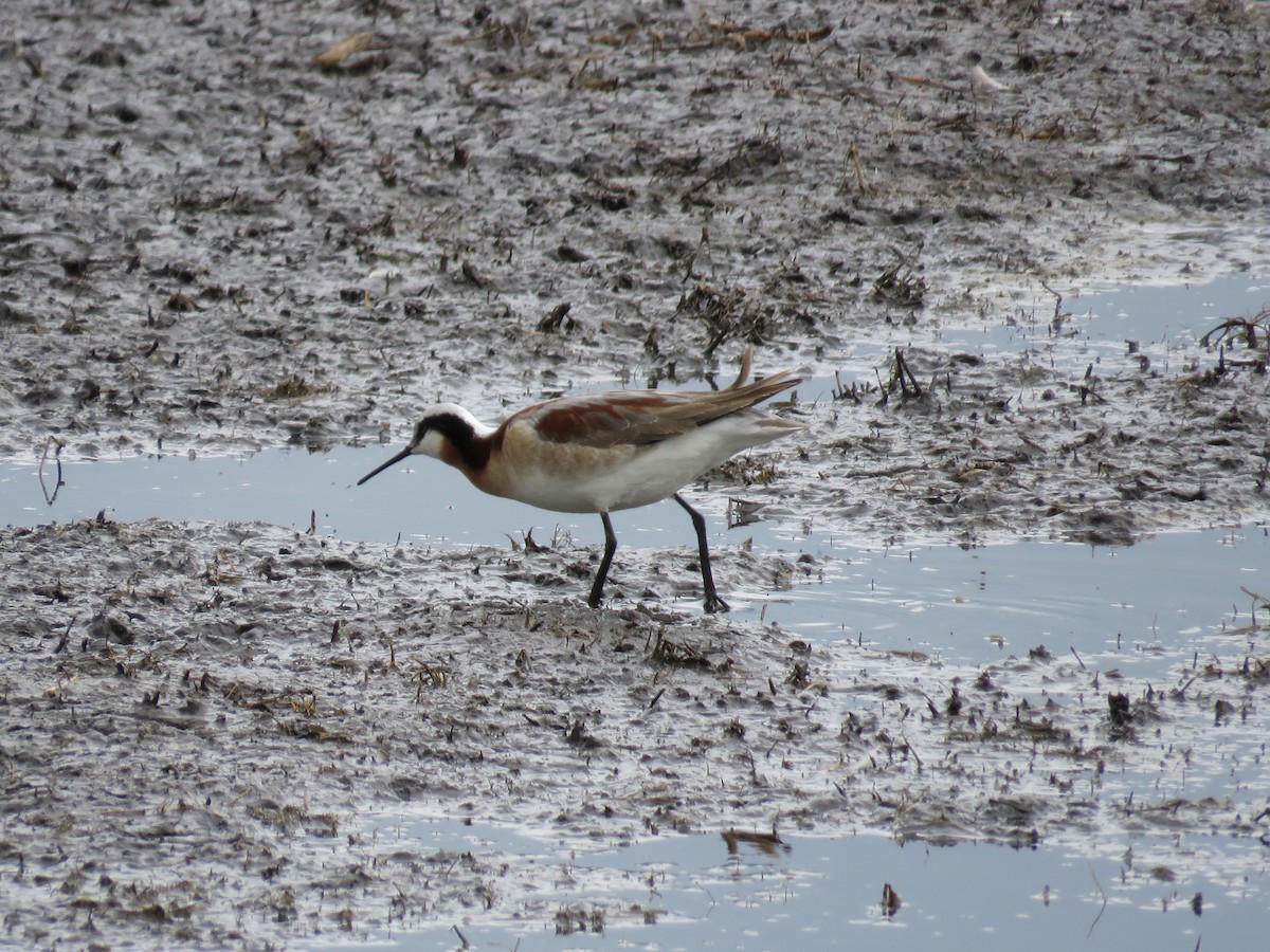 hvithalesvømmesnipe - ML29245101