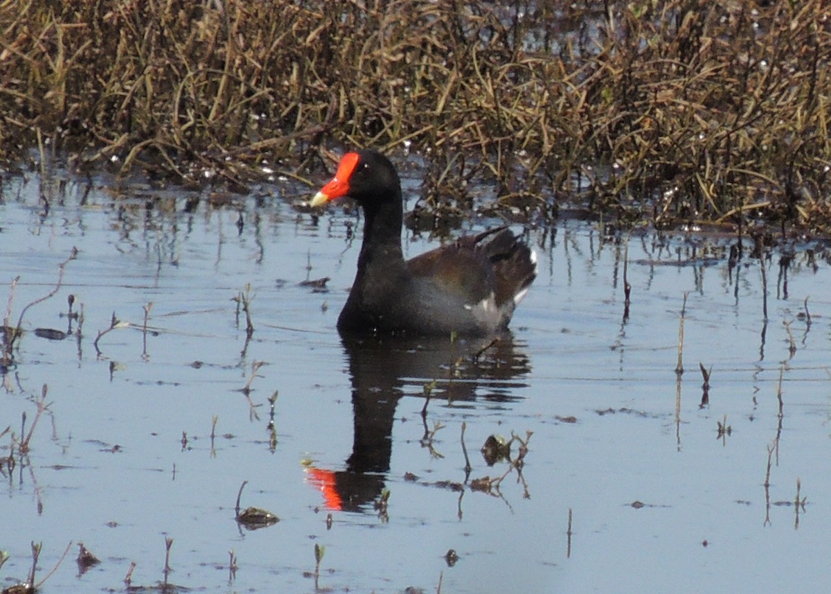 Common Gallinule - ML29245271