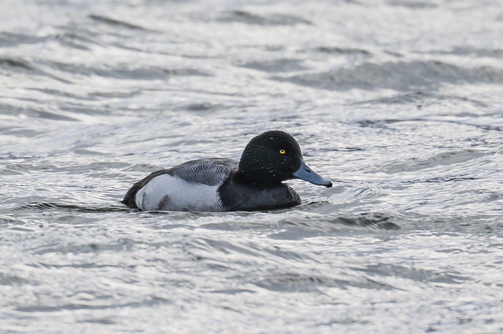 Greater Scaup - ML292453081