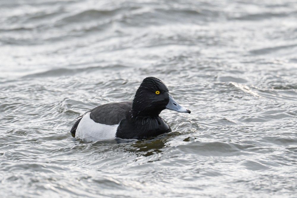 Ring-necked Duck x Lesser Scaup (hybrid) - Frank King