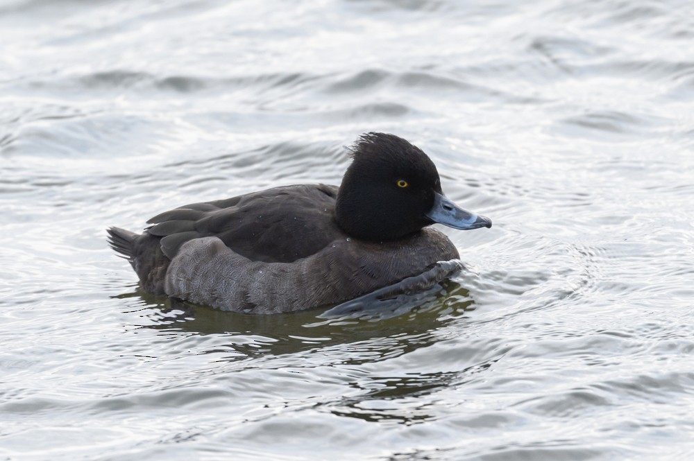 Tufted Duck - ML292454001