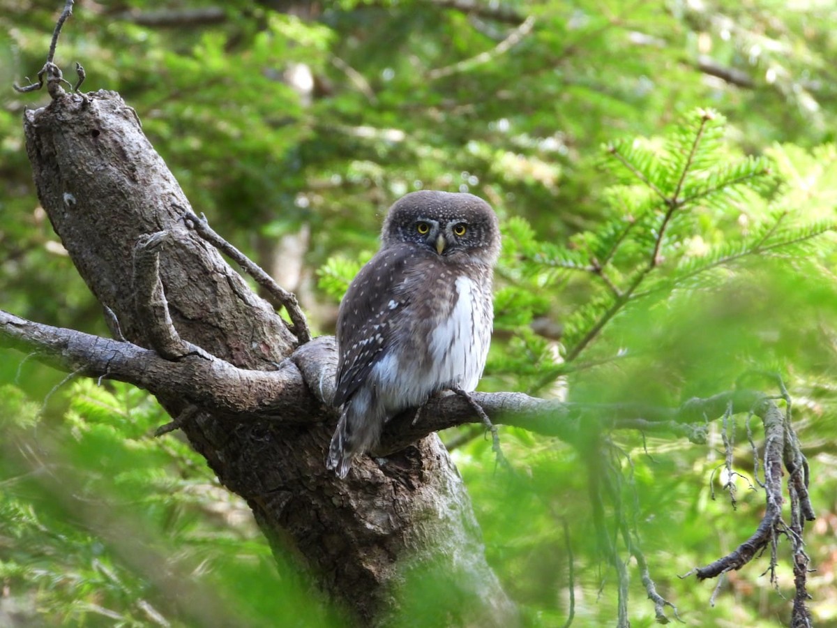 Eurasian Pygmy-Owl - ML292454091
